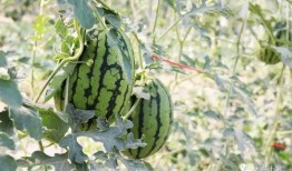 博雅吃瓜网红是谁啊,网络红人的崛起与影响力